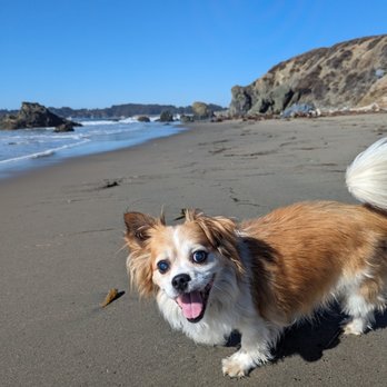 Cambria Veterinary Clinic - Thank you, Cambria Vet Clinic. - Veterinarians Near Me - Cambria, California Cambria Veterinary Clinic - Thank you, Cambria Vet Clinic. - Veterinarians Near Me - Cambria, California