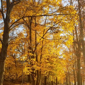 Rockland Lake State Park - A tunnel of yellow leaves (11/8/2020) - Parks Near Me - Valley Cottage, New York