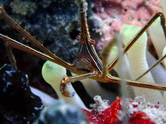 Culebra Divers by null