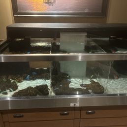 Live lobsters.... Live lobsters....