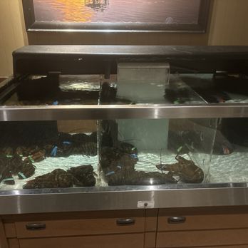 Red Lobster - Live lobsters.... - Seafood Near Me - Medford, Oregon Red Lobster - Live lobsters.... - Seafood Near Me - Medford, Oregon