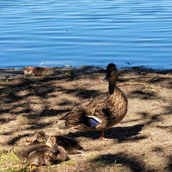 Deer Lake Park - Duck family - Parks Near Me - Burnaby, British Columbia Deer Lake Park - Duck family - Parks Near Me - Burnaby, British Columbia