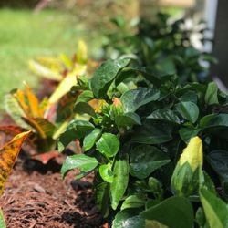 E-Scapes Landscape Contractors - Floriculture