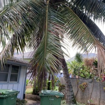 Espitia’s Tree Service - Before - Tree Services Near Me