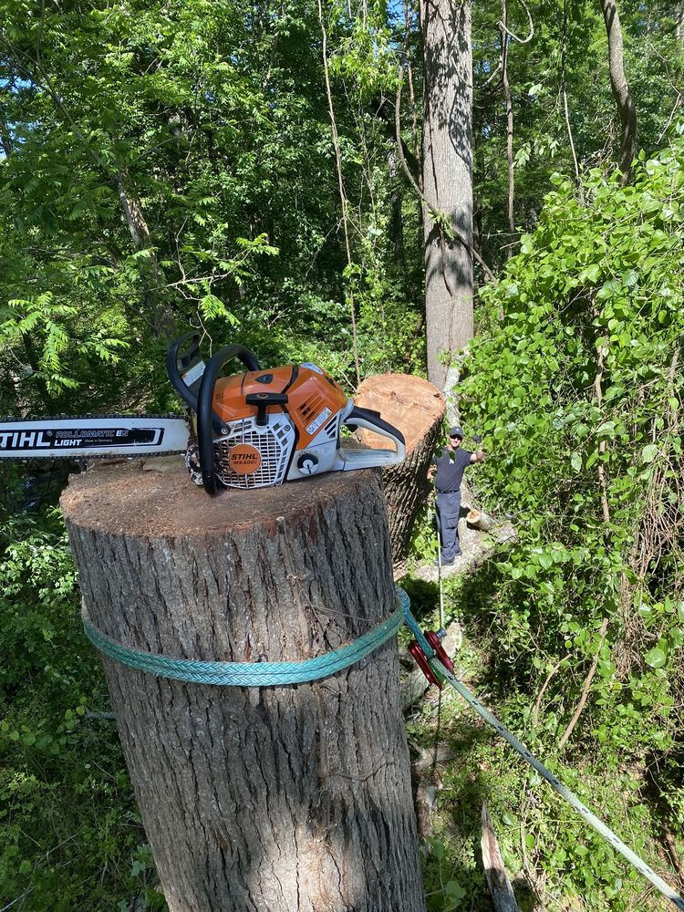 PINKY’S TREE SERVICE Updated August 2024 11 Photos Courtland