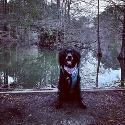 Abbey Nature Preserve - Dog by the pond