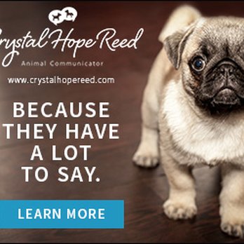 Crystal Hope Reed - Pet Training Near Me - Santa Monica, California Crystal Hope Reed - Pet Training Near Me - Santa Monica, California