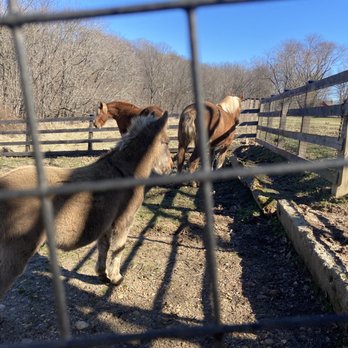 Oxon Hill Farm - Horses - Parks Near Me - Oxon Hill, Maryland Oxon Hill Farm - Horses - Parks Near Me - Oxon Hill, Maryland