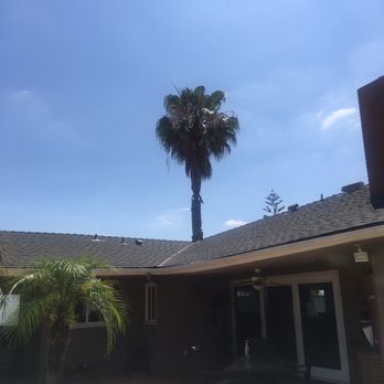 Inexpensive Tree Services - Before - Tree Services Near Me - Los Angeles, California Inexpensive Tree Services - Before - Tree Services Near Me - Los Angeles, California