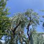 Photo of Bears Tree Services