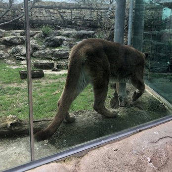 Cameron Park Zoo - Lion - Zoos Near Me - Waco, Texas Cameron Park Zoo - Lion - Zoos Near Me - Waco, Texas