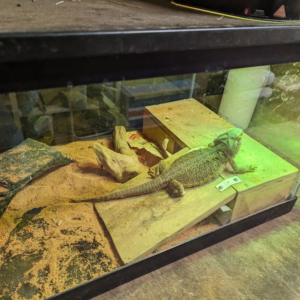 Lizard