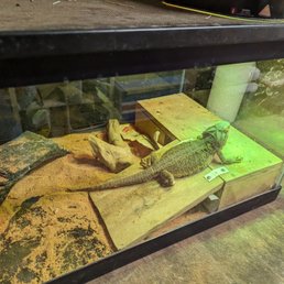 Lizard Lizard
