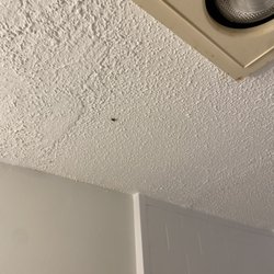 Flies in bathroom