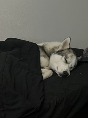 Bandit’s Stay & Play