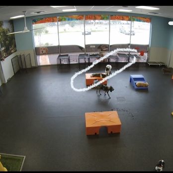 Dogtopia of Katy - Pet Training Near Me - Katy, Texas Dogtopia of Katy - Pet Training Near Me - Katy, Texas
