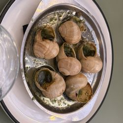 Dr. Wine - Escargot