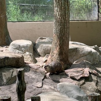 WNC Nature Center - Zoos Near Me - Asheville, North Carolina WNC Nature Center - Zoos Near Me - Asheville, North Carolina
