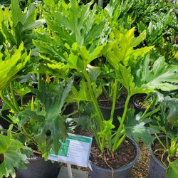 Louisiana Nursery