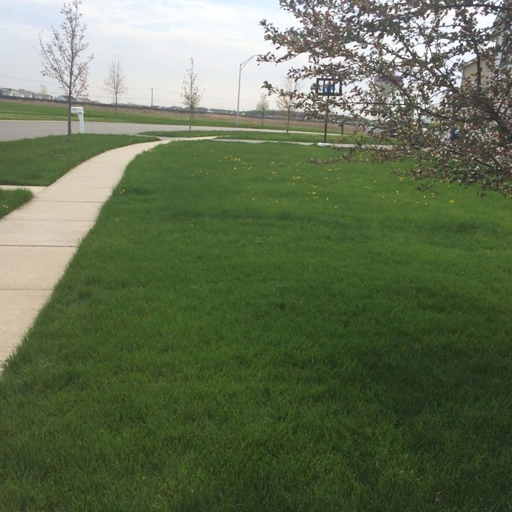 Green Services - Neighbor to the left - Pest Control Near Me - Joliet, Illinois Green Services - Neighbor to the left - Pest Control Near Me - Joliet, Illinois