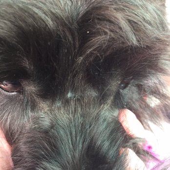 Animal Attraction - Looks like someone slipped with the razor - Pet Groomers Near Me - Somerville, New Jersey