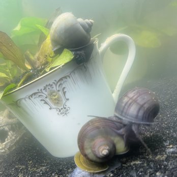Wet Spot Tropical Fish - My three Mystery Snails. Purchased 01/28/22. They're thriving! - Aquarium Services Near Me - Portland, Oregon