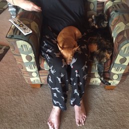 My FiFi bird in my wife's arm Teacup Chihuahua on the lap Bubba 24 yr old Calico My FiFi bird in my wife's arm Teacup Chihuahua on the lap Bubba 24 yr old Calico