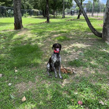 Pavilion Dog Park - Dog Parks Near Me - Brandon, Mississippi Pavilion Dog Park - Dog Parks Near Me - Brandon, Mississippi