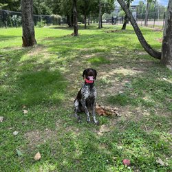 Pavilion Dog Park