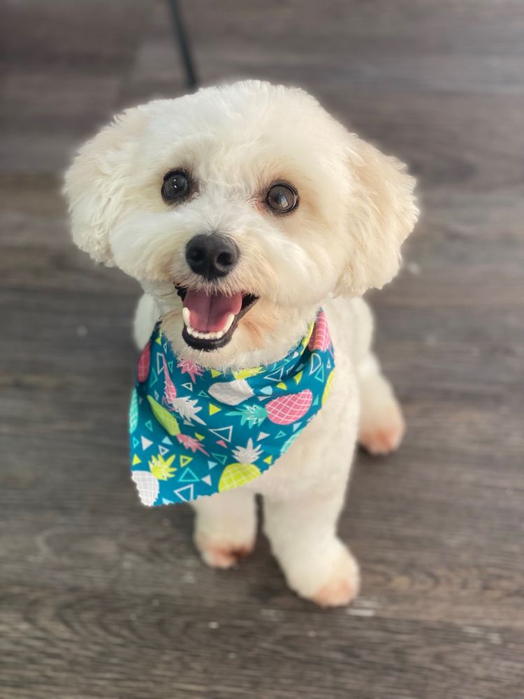 Spoil Me Dog Spa Image