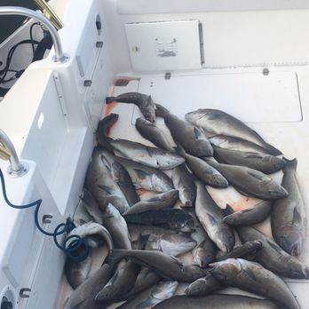 Blind Date Charters - Another great blueline trip - Fishing Near Me - Norfolk, Virginia Blind Date Charters - Another great blueline trip - Fishing Near Me - Norfolk, Virginia