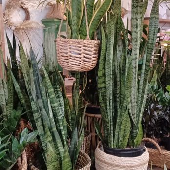 Mahonia - Gift Shops Near Me - Louisville, Kentucky Mahonia - Gift Shops Near Me - Louisville, Kentucky