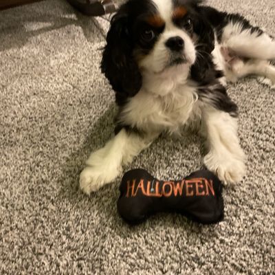 Costco Wholesale by null