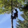Photo of Aadams Tree Service, Trimming, & Stump Grinding Woodinville Wa