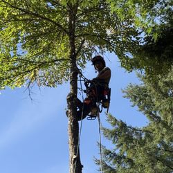 Aadams Tree Service, Trimming, & Stump Grinding Woodinville Wa - Aadam's Tree Service stands as the #1 choice for comprehensive tree care in Kirklnd, Bothell, Woodinville, Monroe, Kenmore, B...