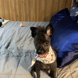 Sudzy Pets - Dog
