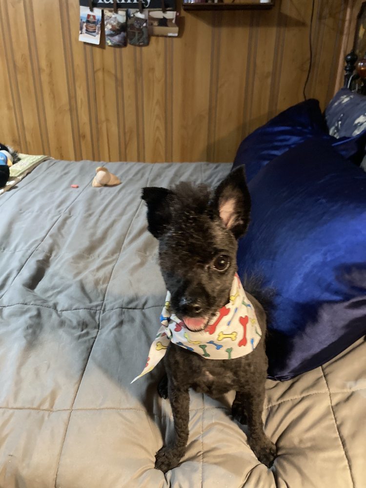 SUDZY PETS Updated September 2024 15 Reviews 206 Bowleys Quarters