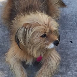 It's a doggy dog world out there get a good property inspector the first go-round. It's a doggy dog world out there get a good property inspector the first go-round.