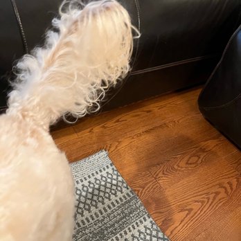 Honey Dog Salon - Tail shaven down way too much up top. Can see the entire skin of the tail - Pet Groomers Near Me - Manchester, New Hampshire