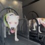 FITPUP Mobile Dog Gym