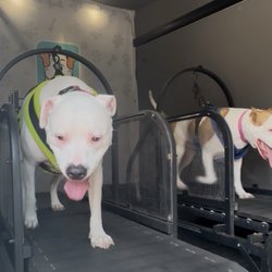 FITPUP Mobile Dog Gym