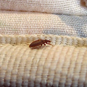 Bug Ninja Organic Pest Control - Pest Control Near Me Bug Ninja Organic Pest Control - Pest Control Near Me