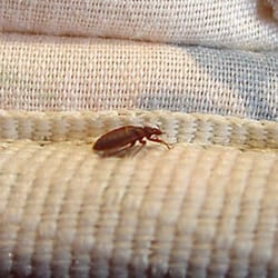 Bug Ninja Organic Pest Control