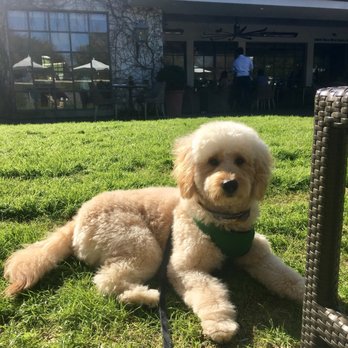 D Pet Hotels Austin - Recent groom - Pet Groomers Near Me - Austin, Texas D Pet Hotels Austin - Recent groom - Pet Groomers Near Me - Austin, Texas