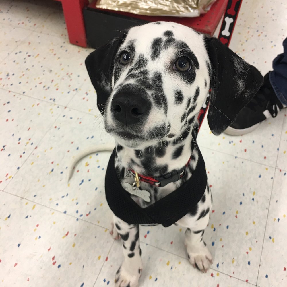 Petco - Pet Groomers Near Me - Clifton Park, New York