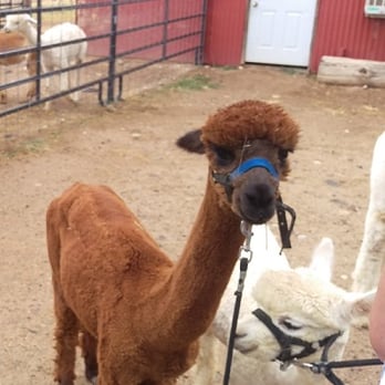SunCrest Orchard Alpacas - This is Dusty! - Ranches Near Me - Palisade, Colorado