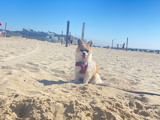 South Ponto Beach by null