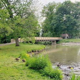 Geese Enjoying Ellicott Creek Park Geese Enjoying Ellicott Creek Park
