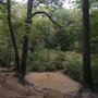 Photo of Crows Woods