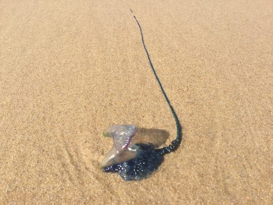 Noosa National Park by null